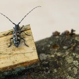 A l'instar du capricorne asiatique, plus de 7000 espèces d’insectes vivent aujourd’hui hors de leur habitat originel (archives).